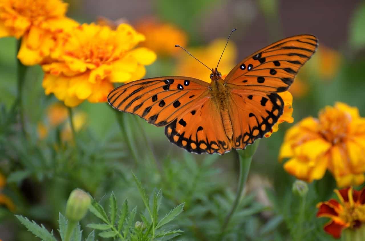 Заливная рябинка (Agraulis vanillae Linnaeus)