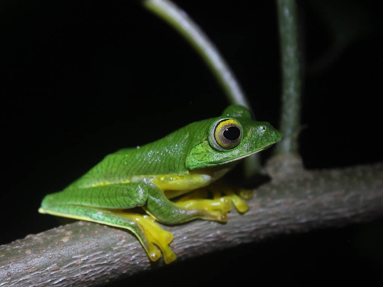 Анамалайская летучая мышь (Racophorus psuedomalabricus)