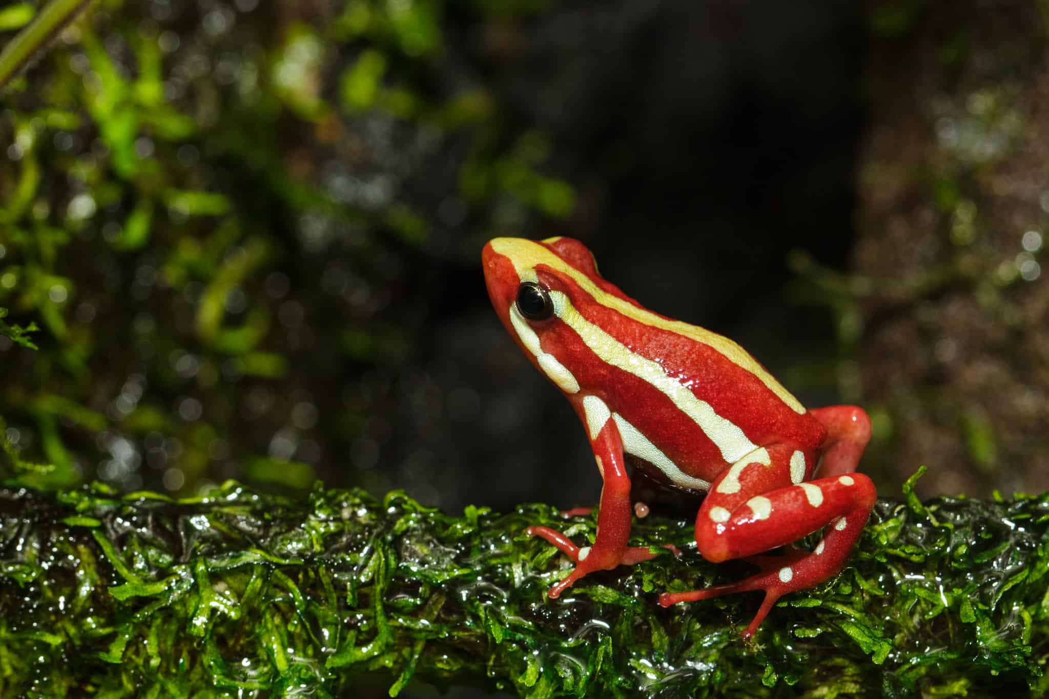 Призрачный яд (Epipedobates tricolor), виды лягушек