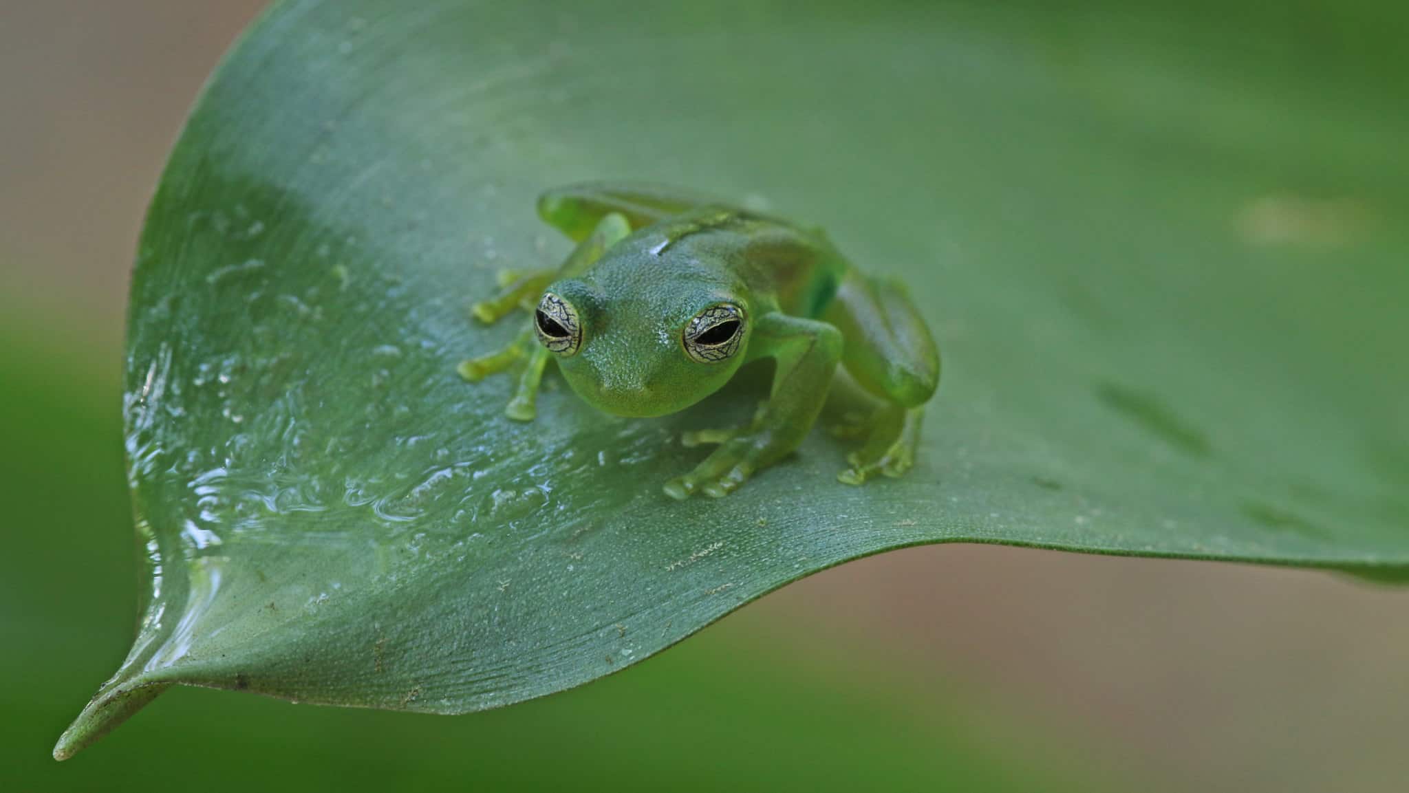 Стеклянная лягушка Дианы (Hyalinobatrachium dianae)