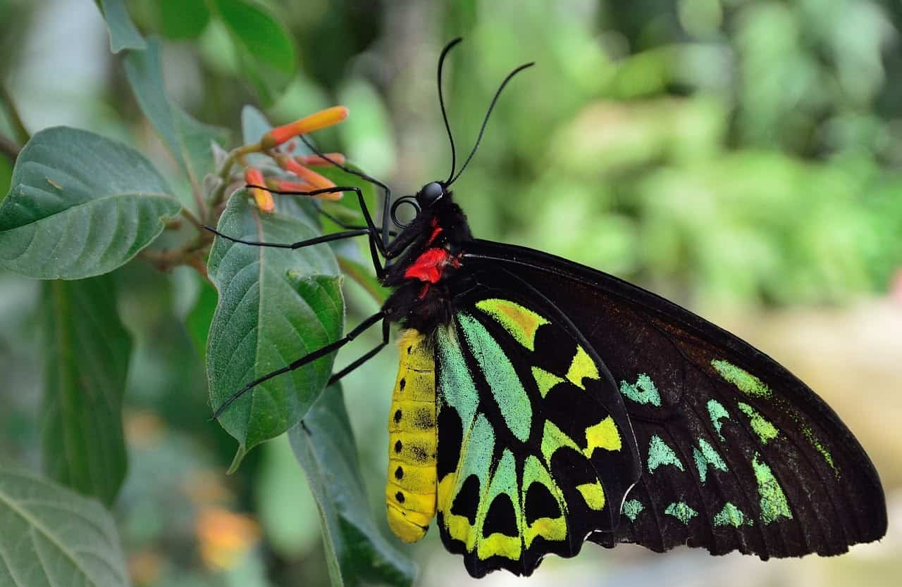 Птицекрыл Кэрнса (Ornithoptera euphorion), вид бабочек