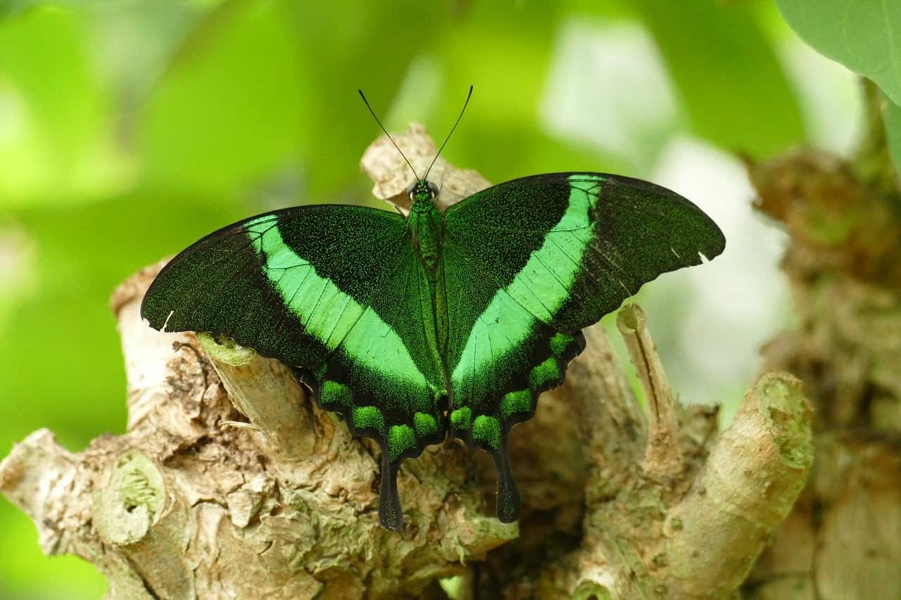 Изумрудный ласточкин хвост (Papilio Palinurus), разновидности бабочек