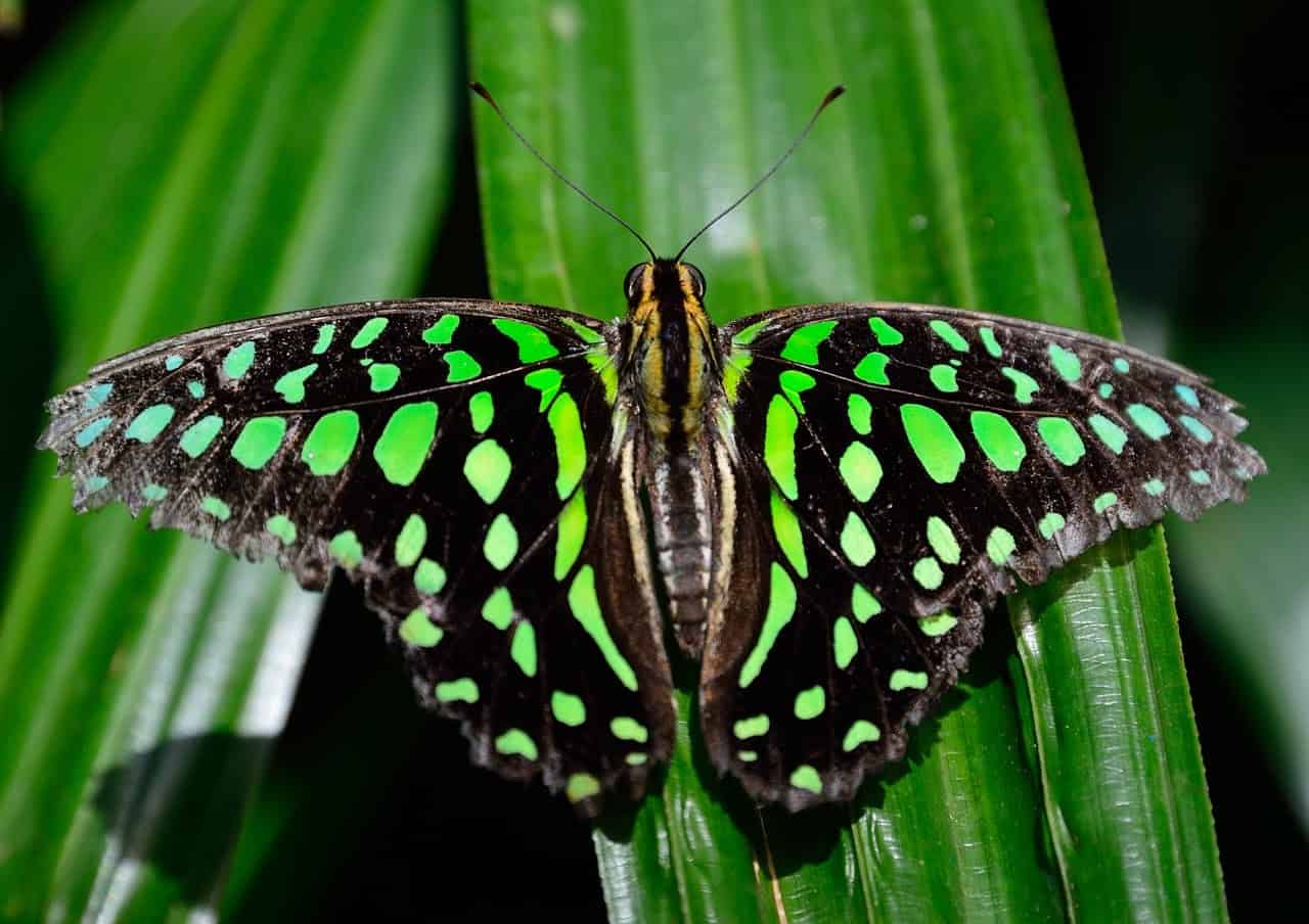 Хвостатая сойка (Graphium Agamemnon)