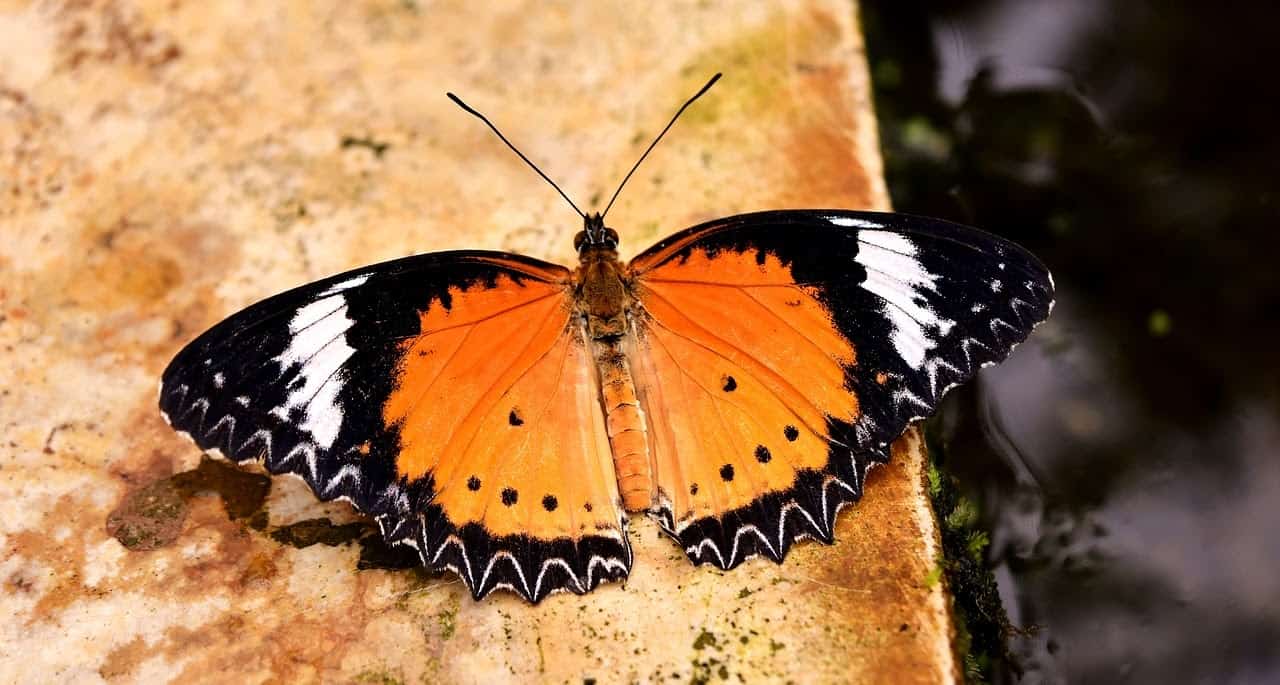 Леопардовая кружевница (Cethosia cyane)