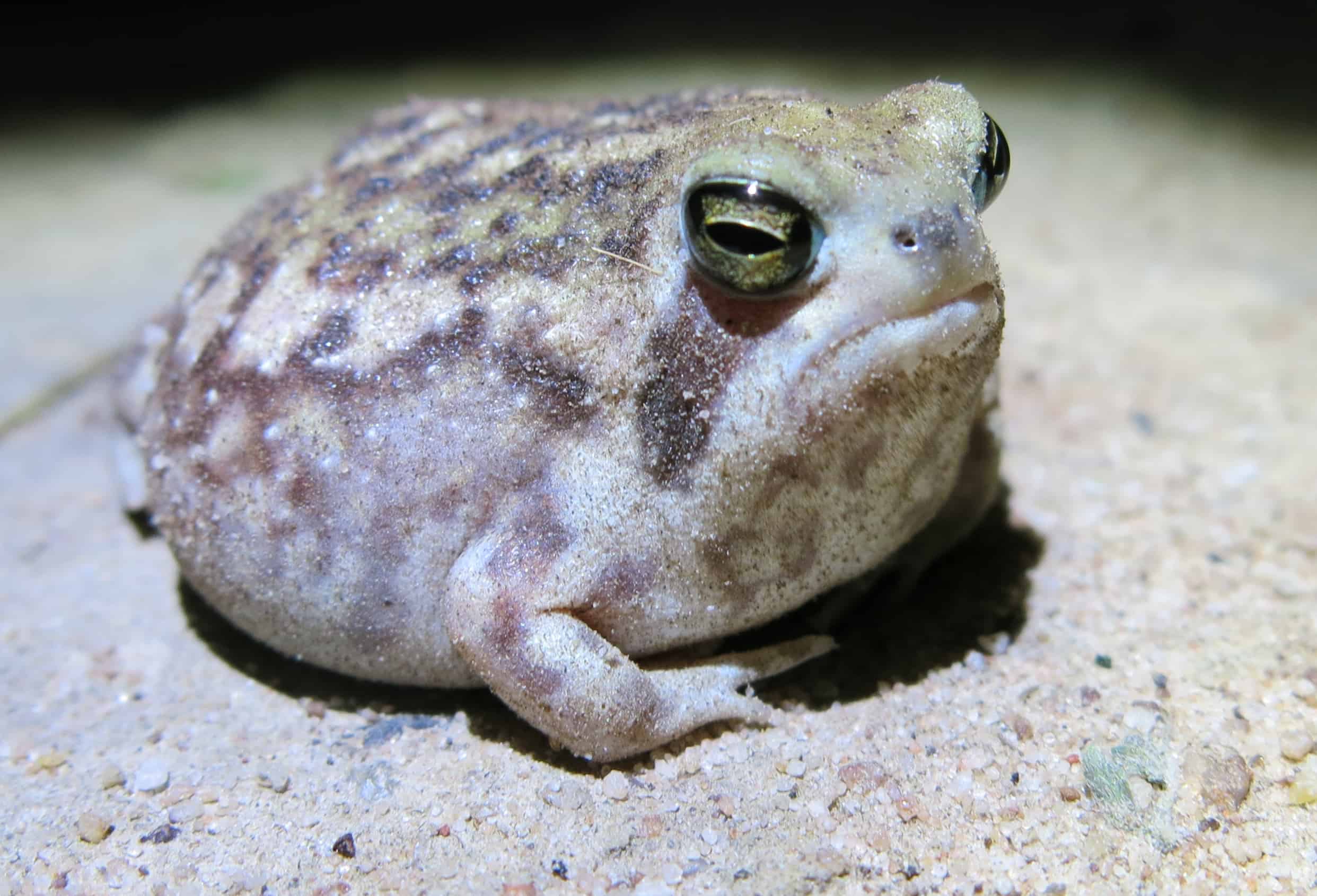 Пустынный дождь (Breviceps macrops)