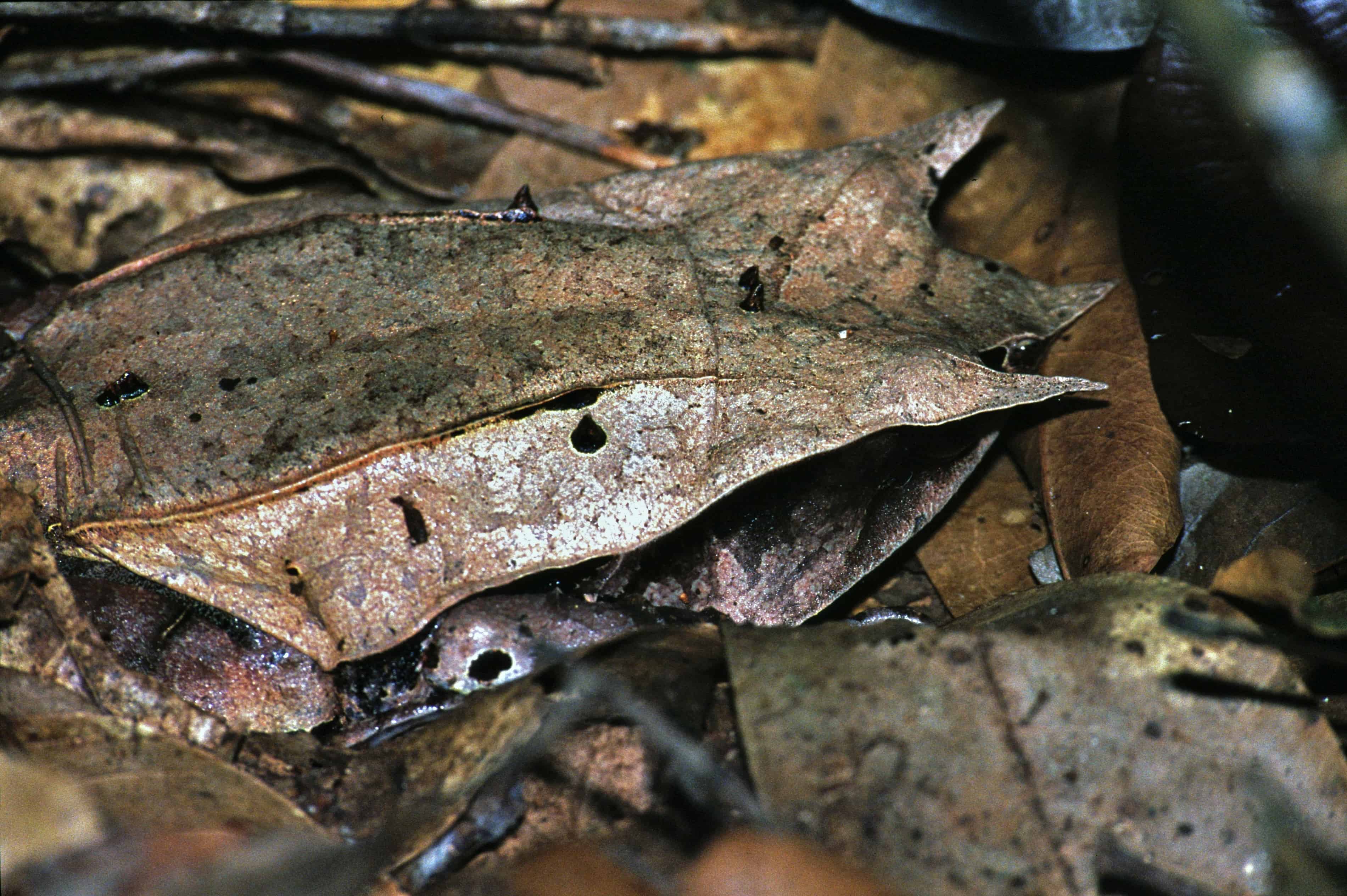 Малайская рогатая лягушка (Megophrys nasuta), виды лягушек