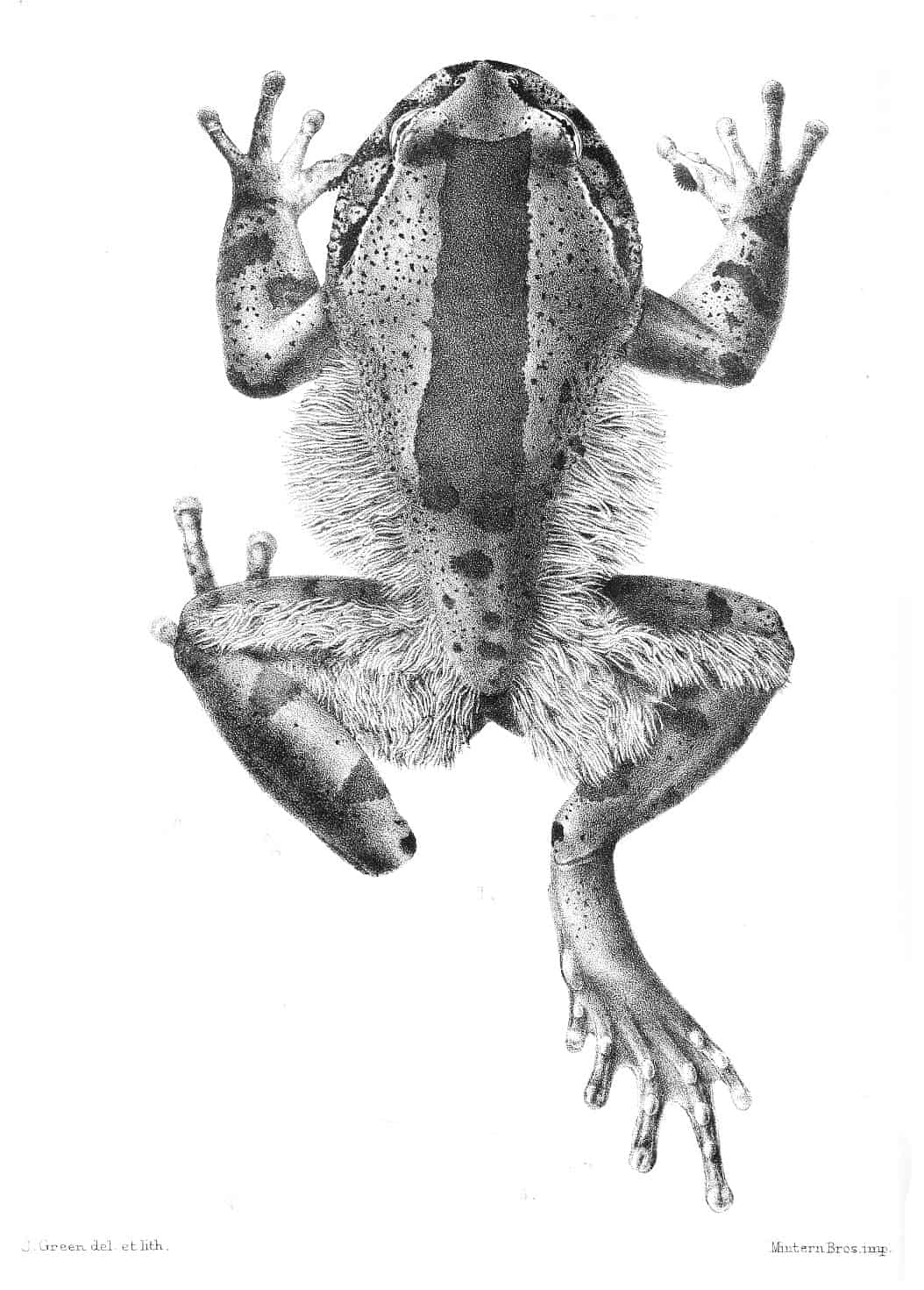 Волосатая лягушка (Trichobatrachus robustus)