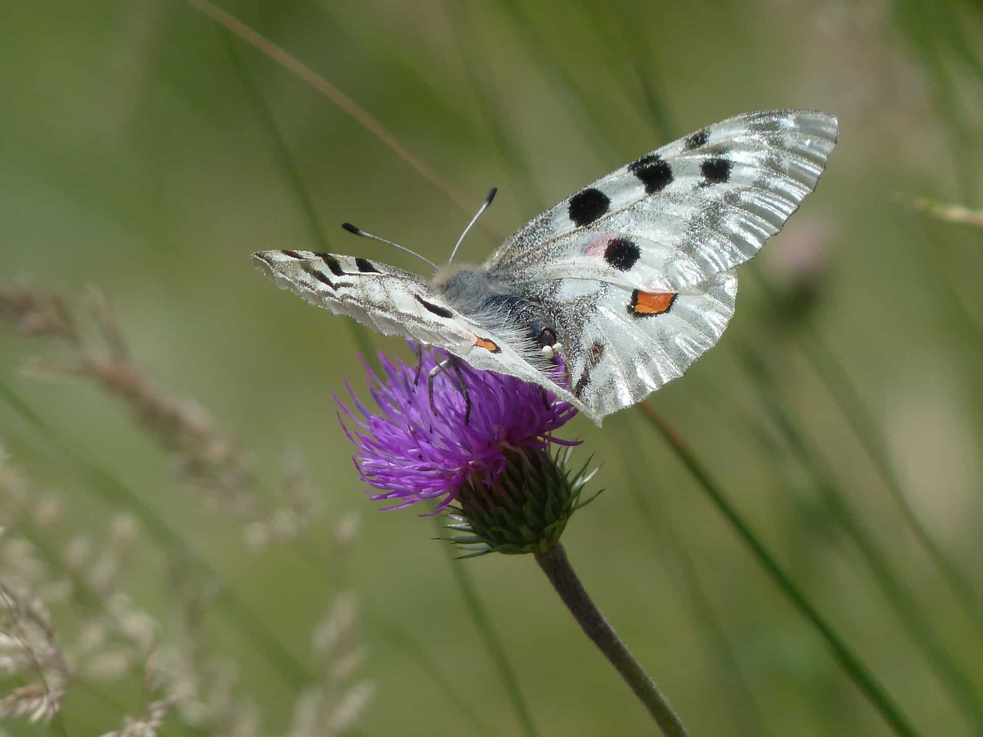 Аполлон (Parnassius Apollo)