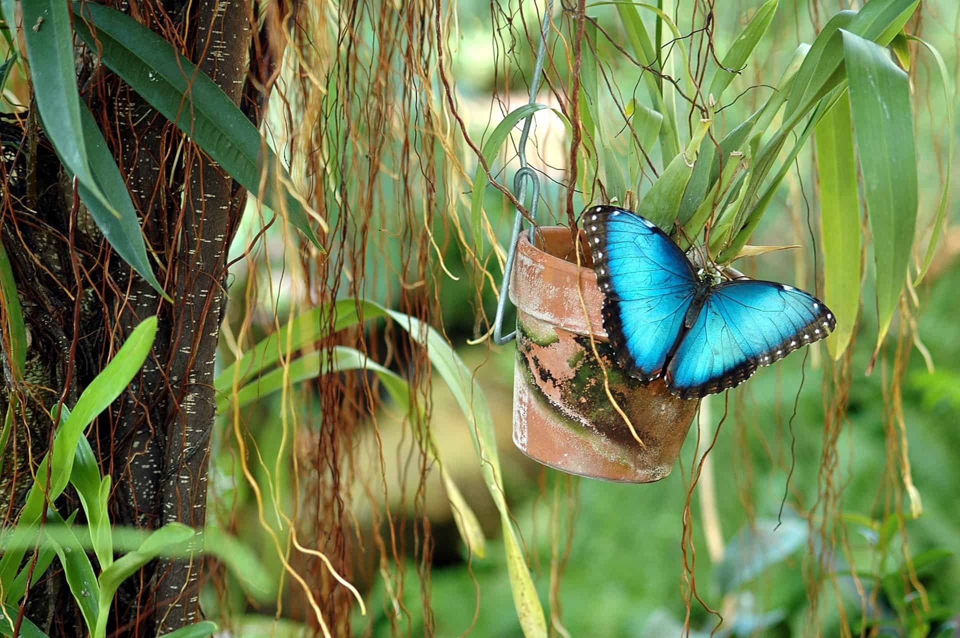 Голубая бабочка Морфо (Morpho Peleides), виды бабочек