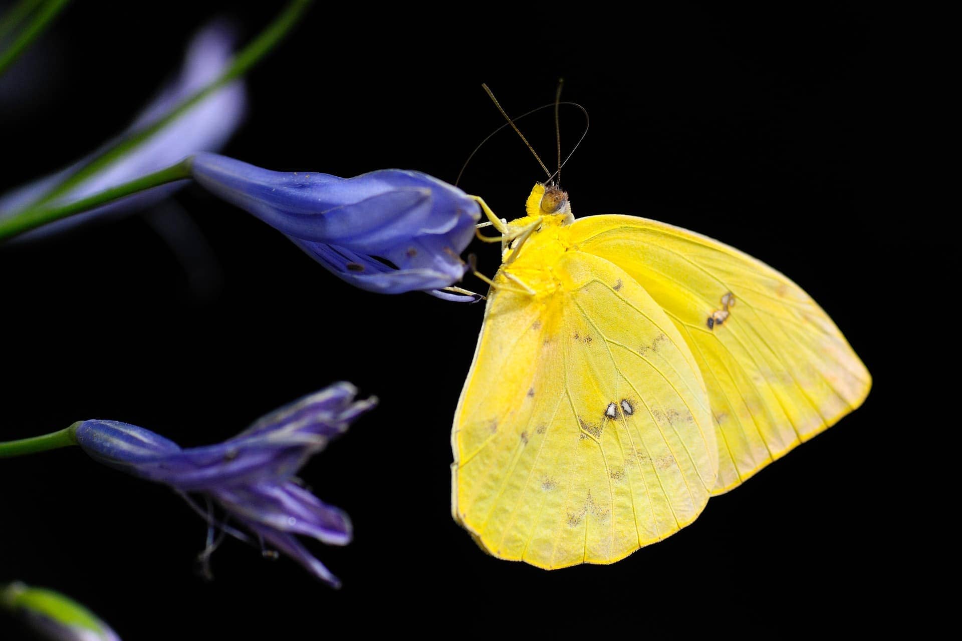 Обыкновенная трава Желтая (Eurema hecabe), виды бабочек
