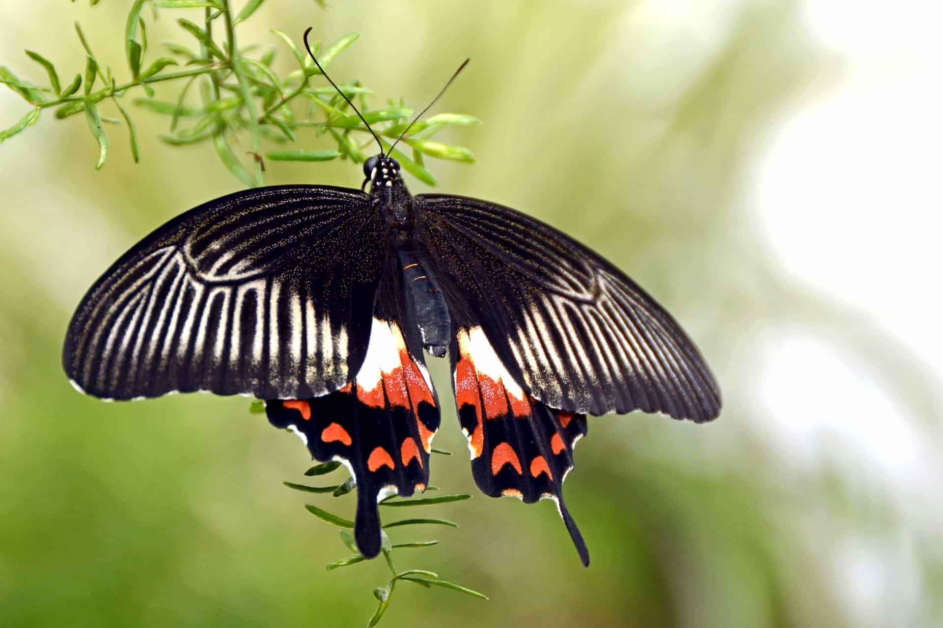 Обыкновенный мормон (Papilio Polytes), виды бабочек