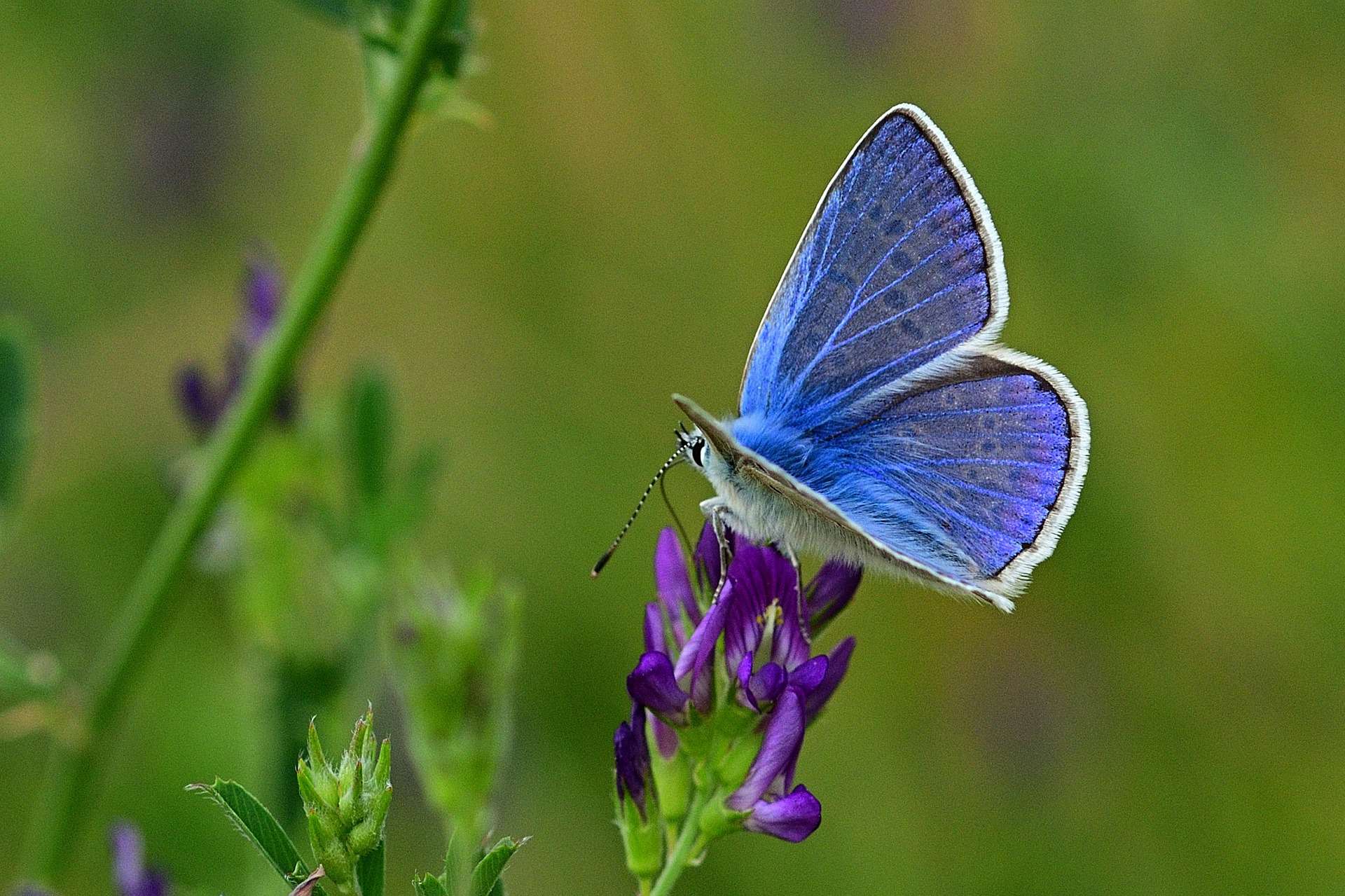 Обыкновенная голубая бабочка (Polyommatus Icarus)