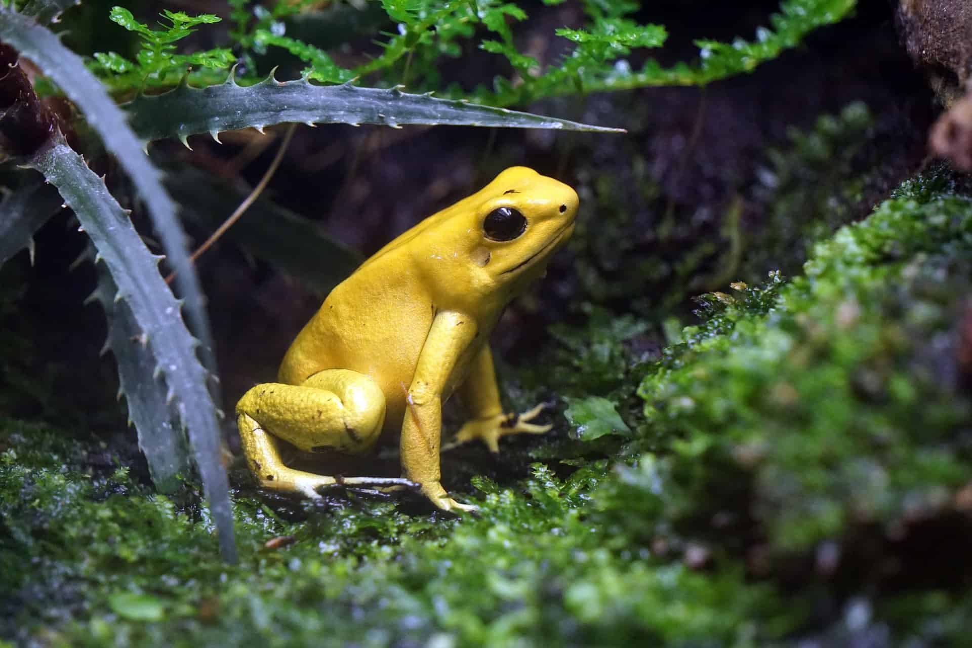 Золотая ядовитая лягушка-древолаз (Phyllobates terribilis), виды лягушек