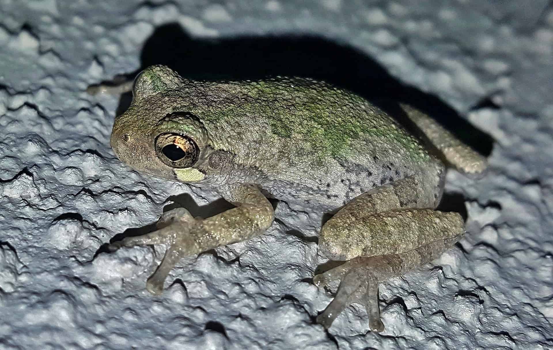 Серая древесная лягушка (Hyla Versicolor)