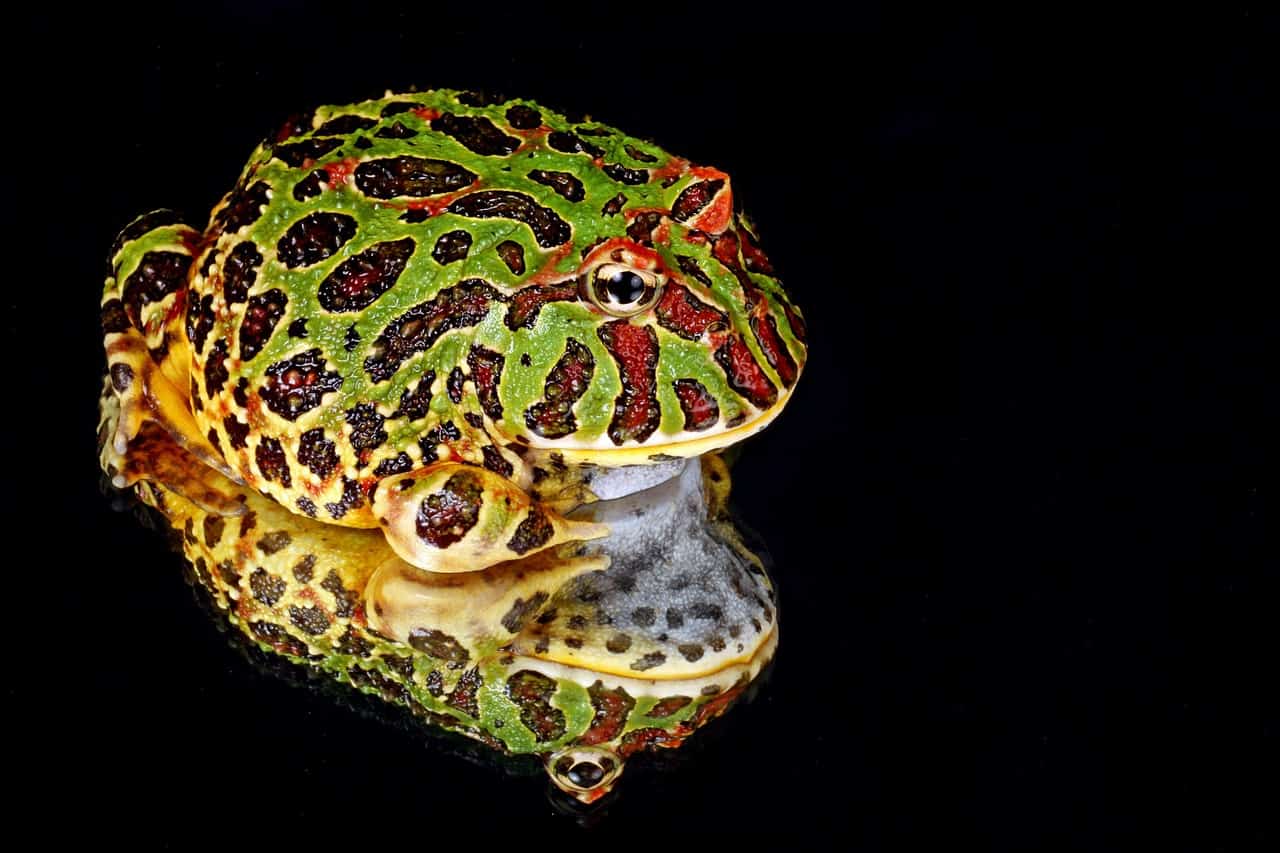 Богато украшенная рогатая лягушка (Ceratophrys ornata)
