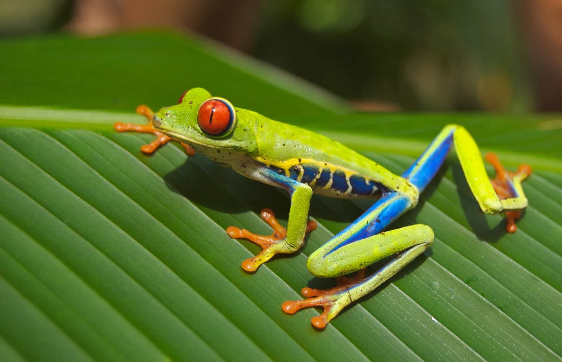 Красноглазая квакша (Agalychnis callidryas)