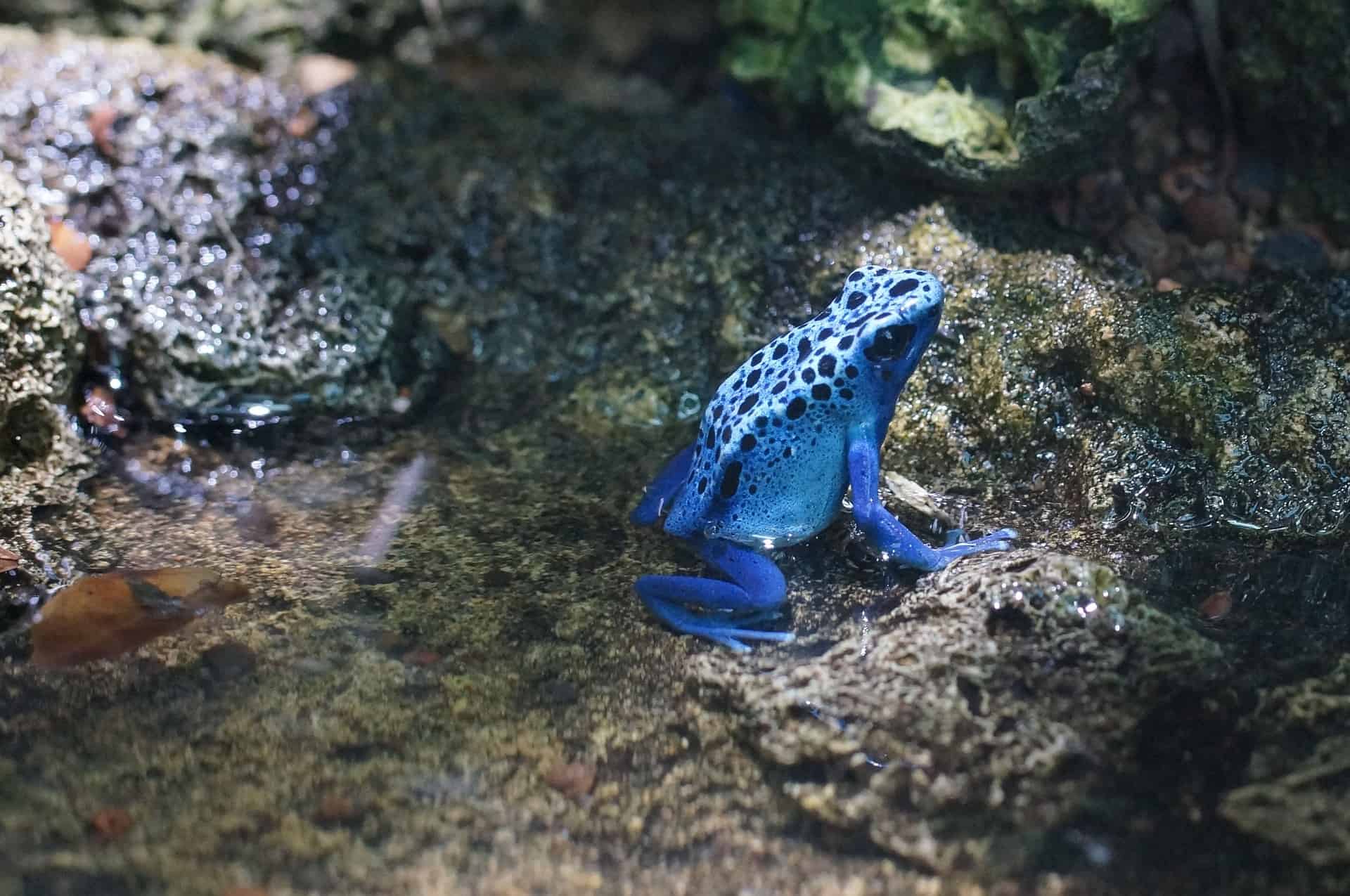 Голубая ядовитая лягушка (Dendrobates tinctorius «Azureus»), вид лягушек