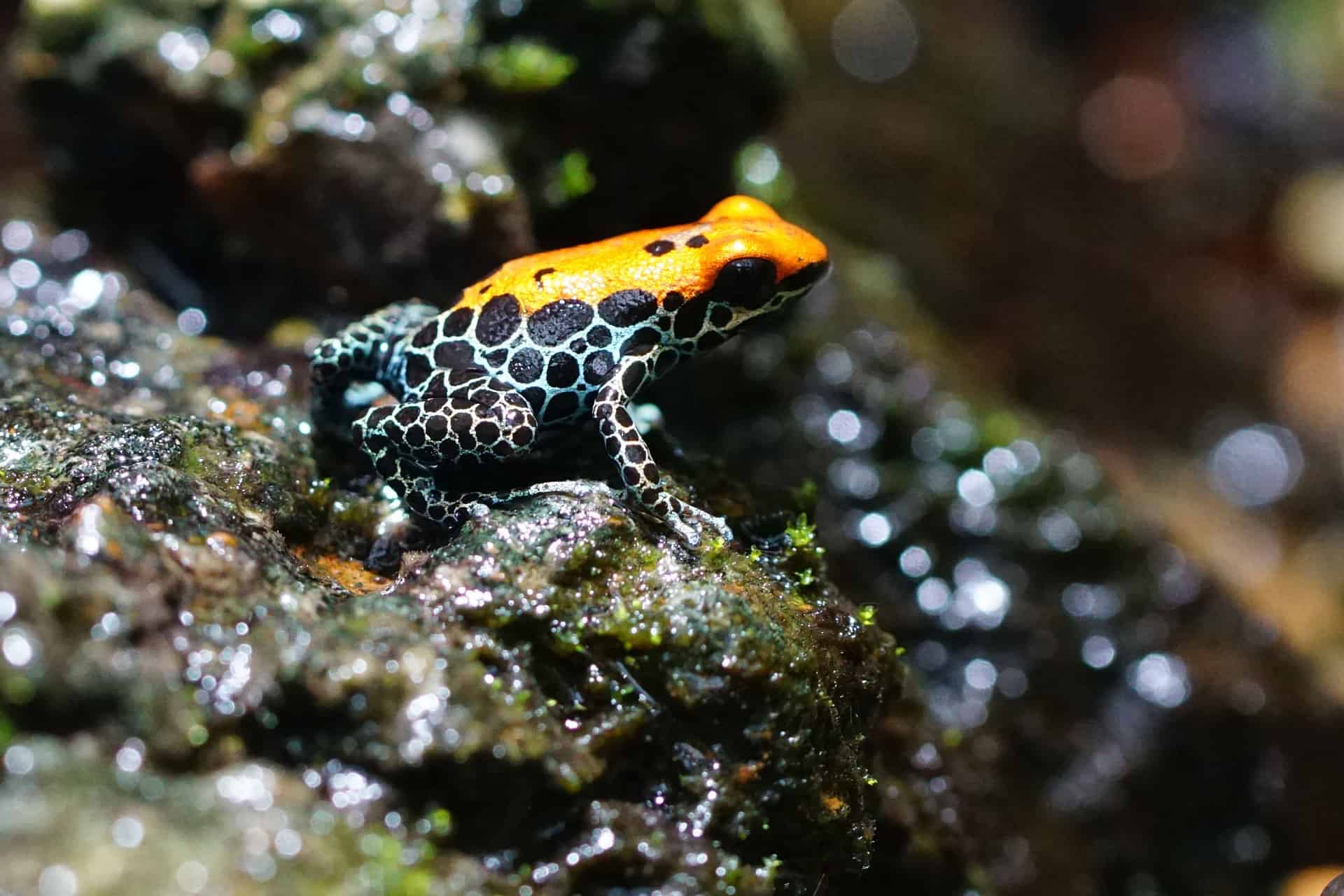 Красноспинный яд (Ranitomeya reticulata)