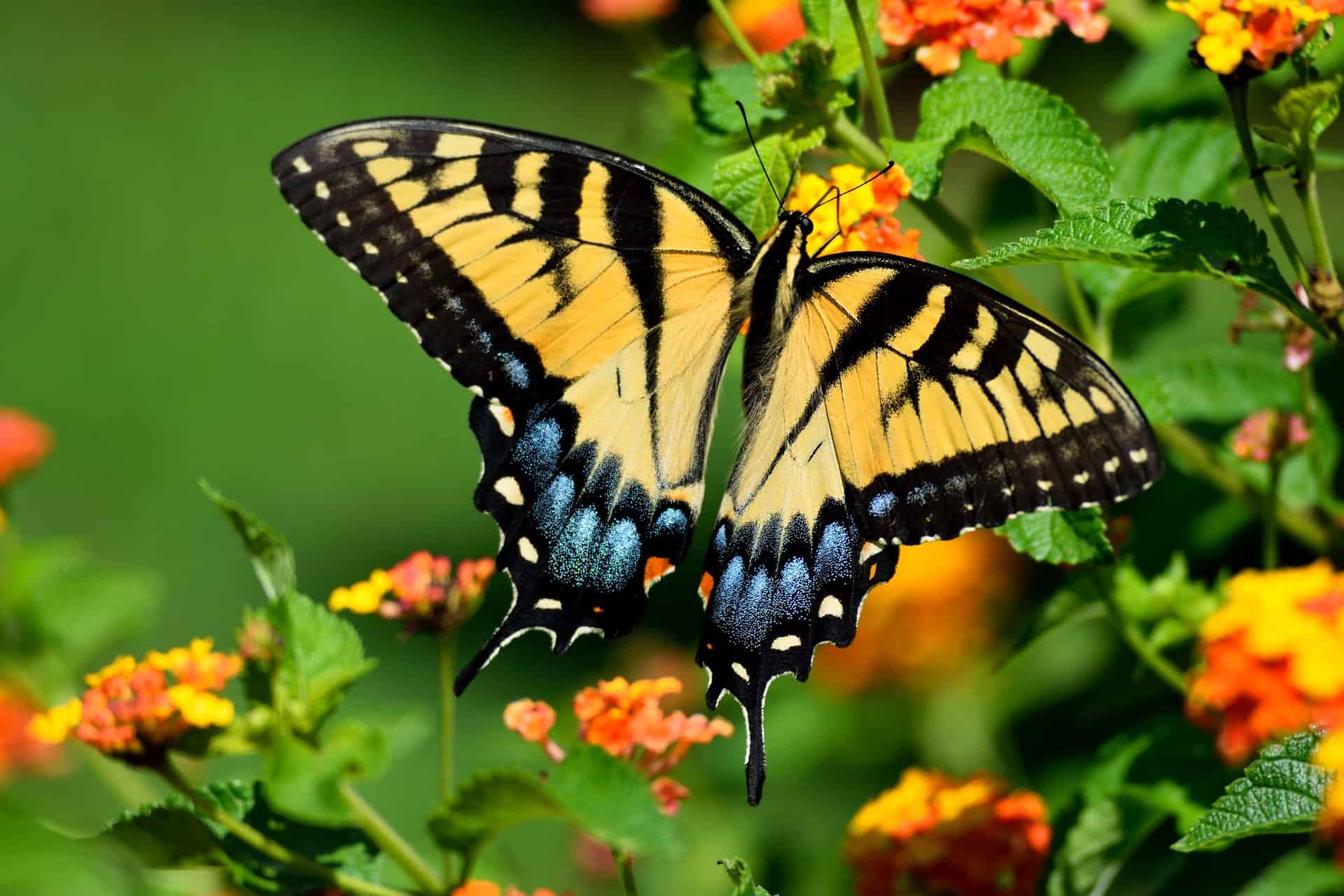 Восточный тигровый ласточкин хвост (Papilio Glaucus)
