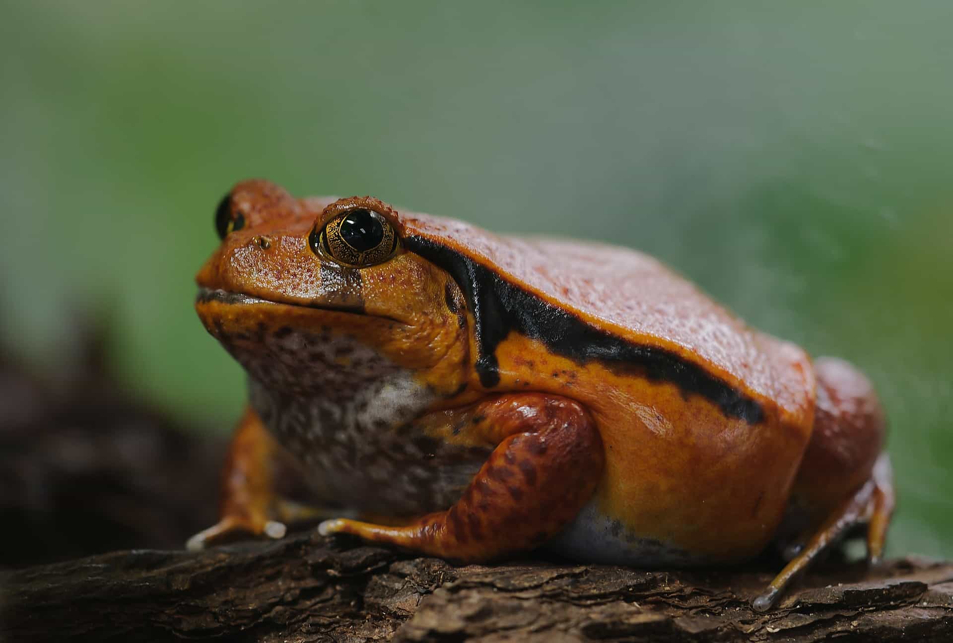 Помидорная лягушка (Dyscophus antongilii), вид лягушек
