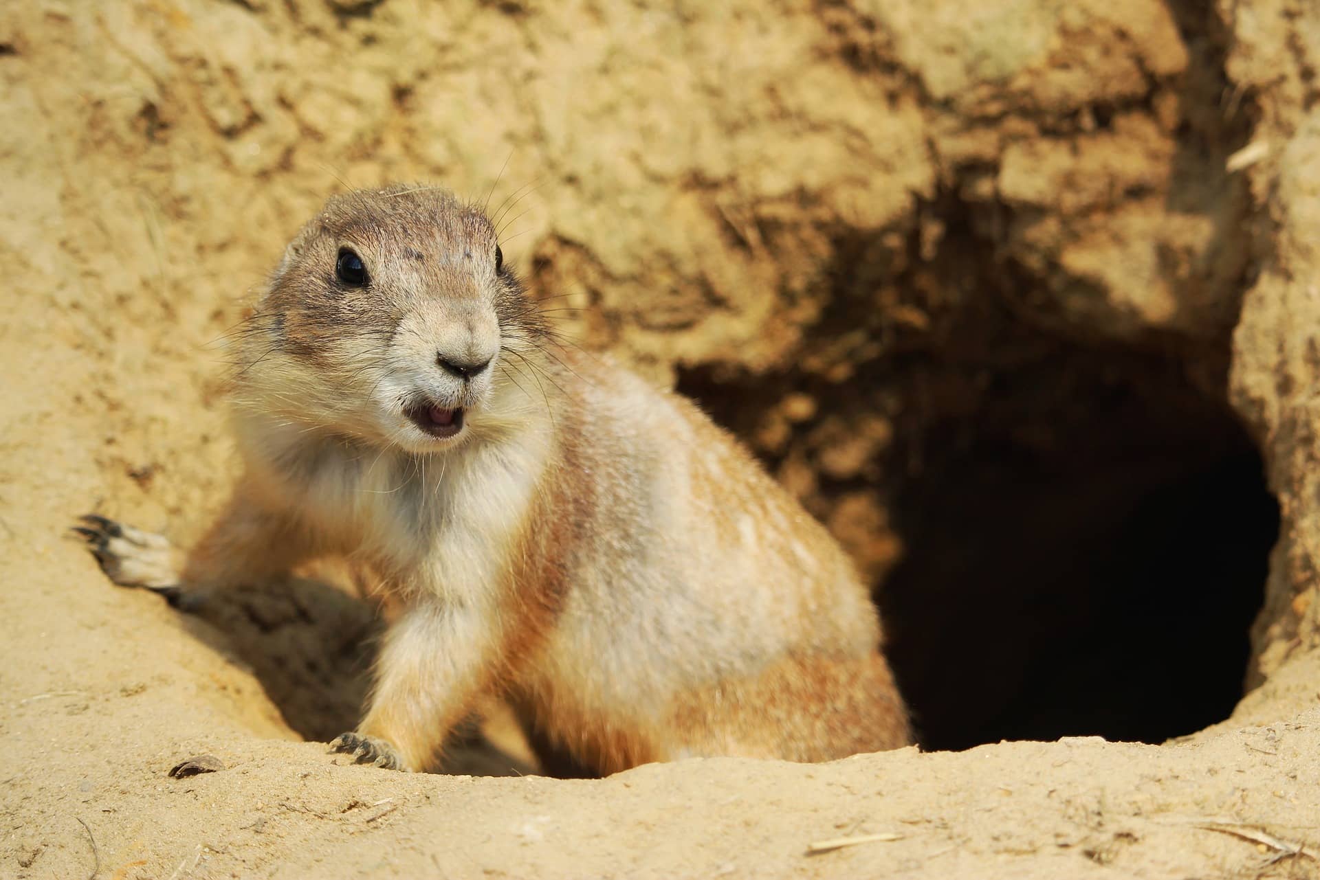 Prairie Dog Burrow, Prairie Dog Habitat