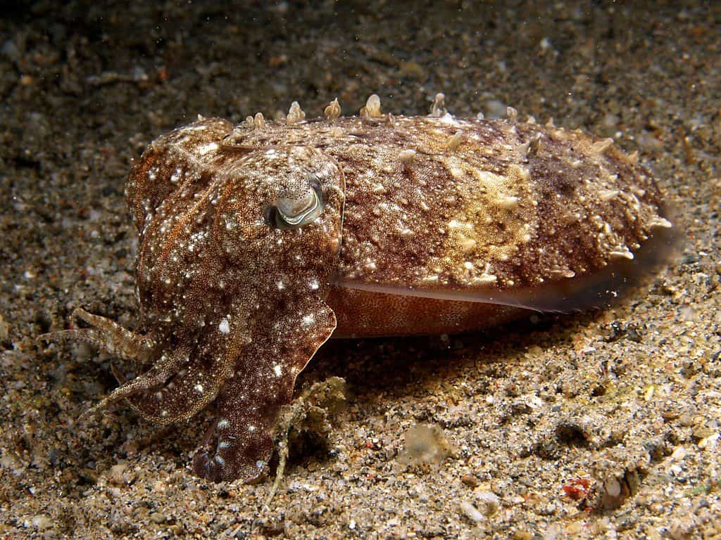 Широкорукая каракатица (Sepia latimanus)