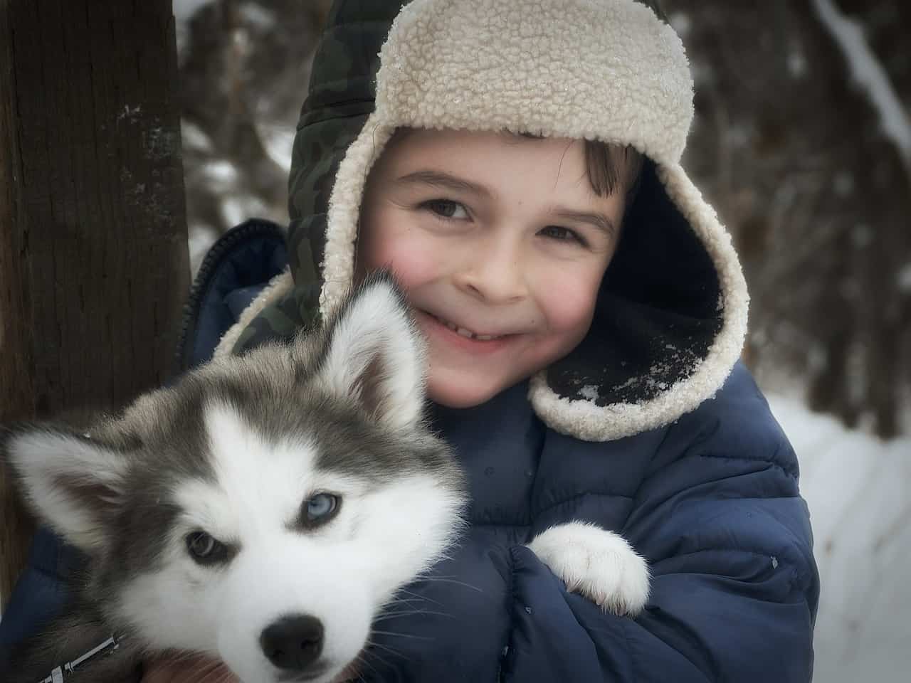 хаски, детка, сибирский хаски